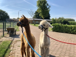 Alpaca's op minicamping de Maasheggen in Groeningen